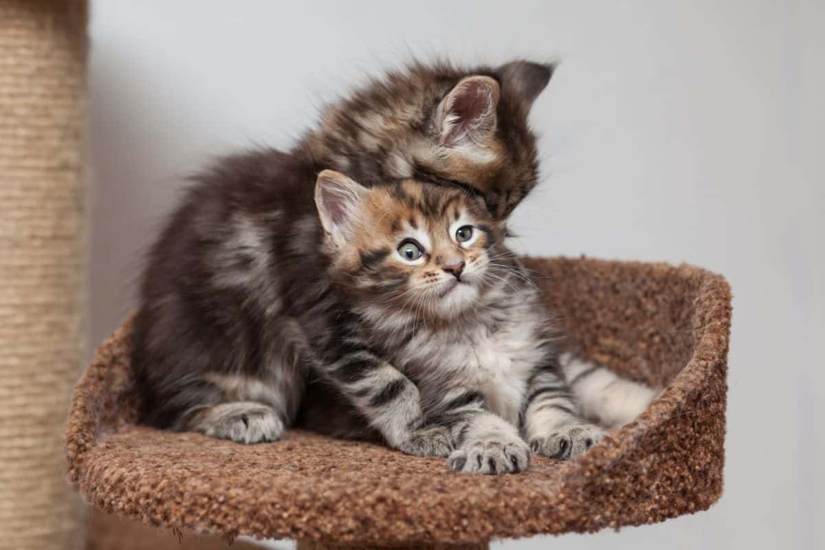 Two adorable maine coon kittens playing on a cat tree.