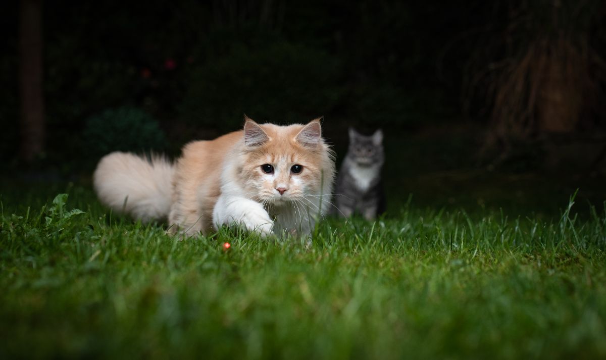 An adorable sneaky ginger maine coon chasing a red laser dot on green grass.