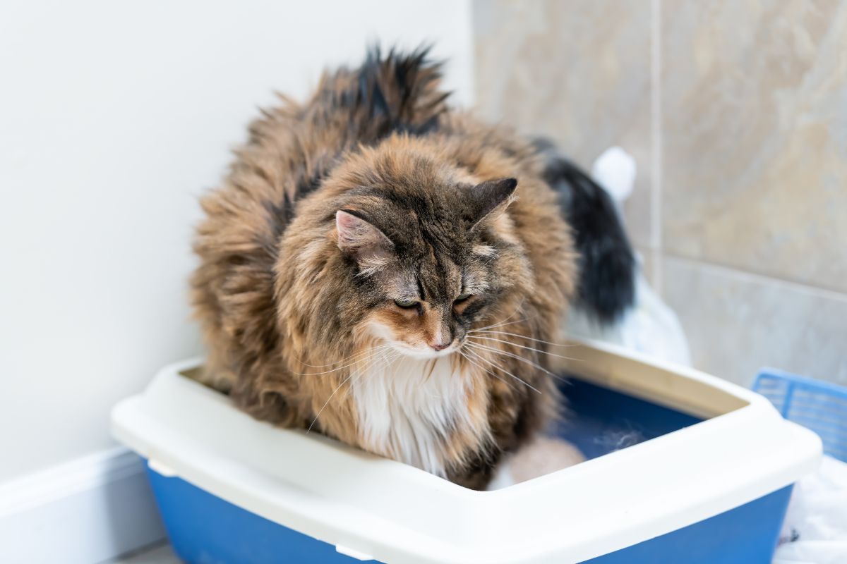 A brown fluffy maine coon using a litter box.