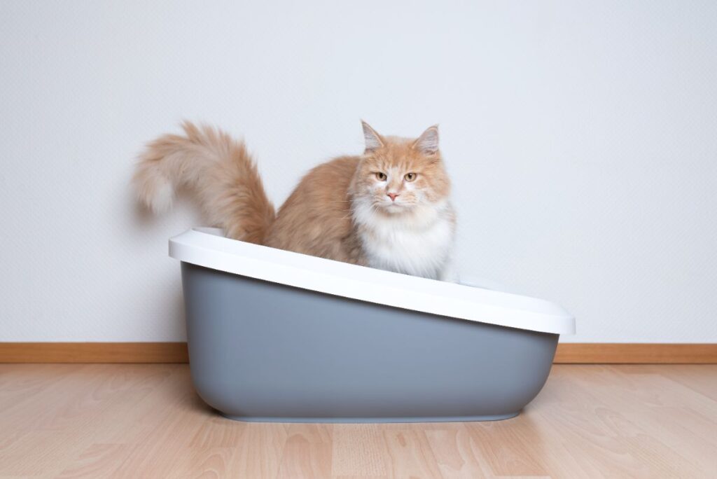 11 Best Litter Boxes for Multiple Cats (According to Vets) - MaineCoon.org