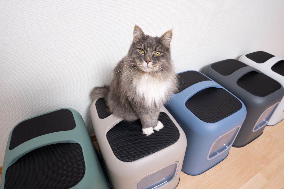 Litter box setup 2024 for multiple cats