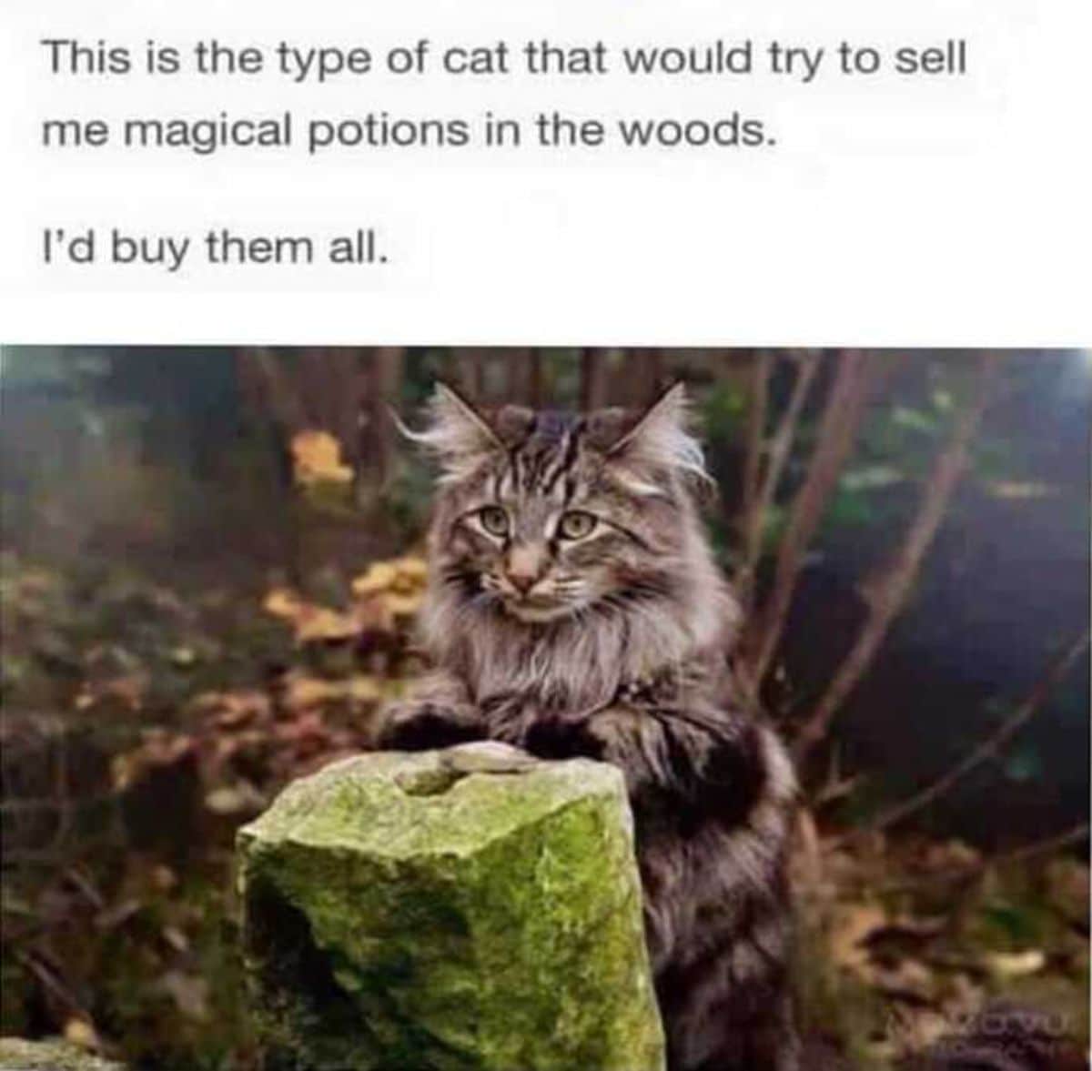 A maine coon meme.