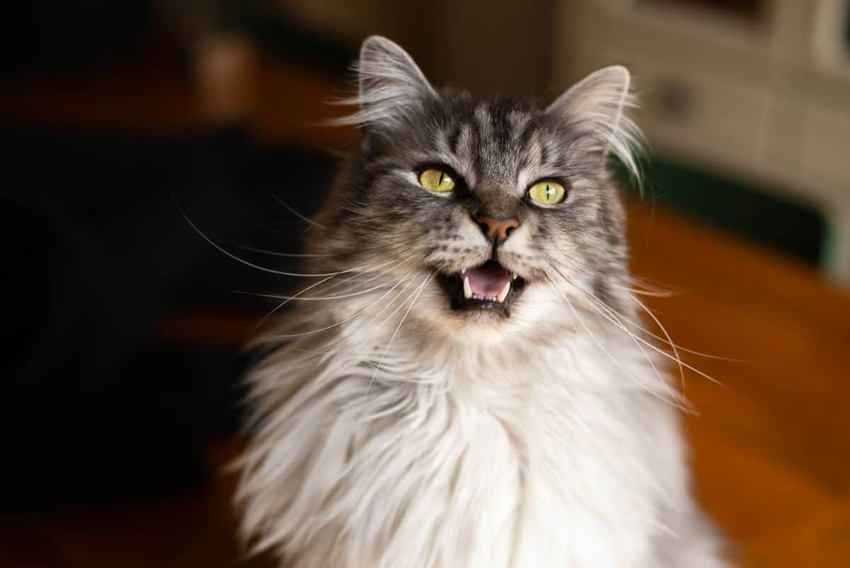 A happy gray maine coon with a white neck ruff.