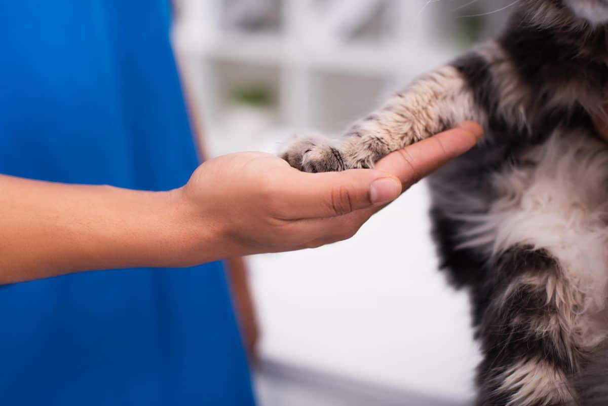 A maine coon paw on a human palm.