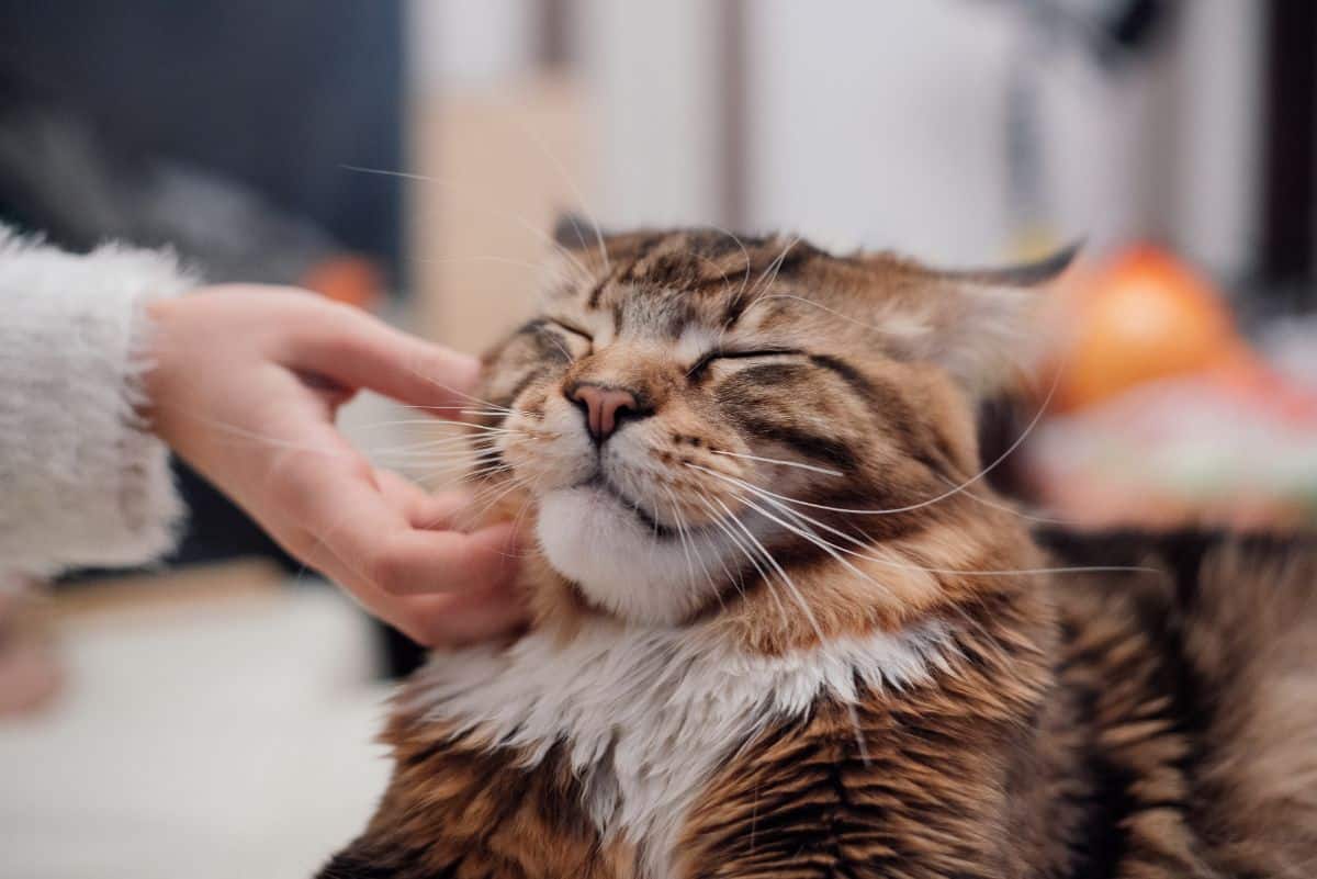 An owner scratching a tabby maine coon.