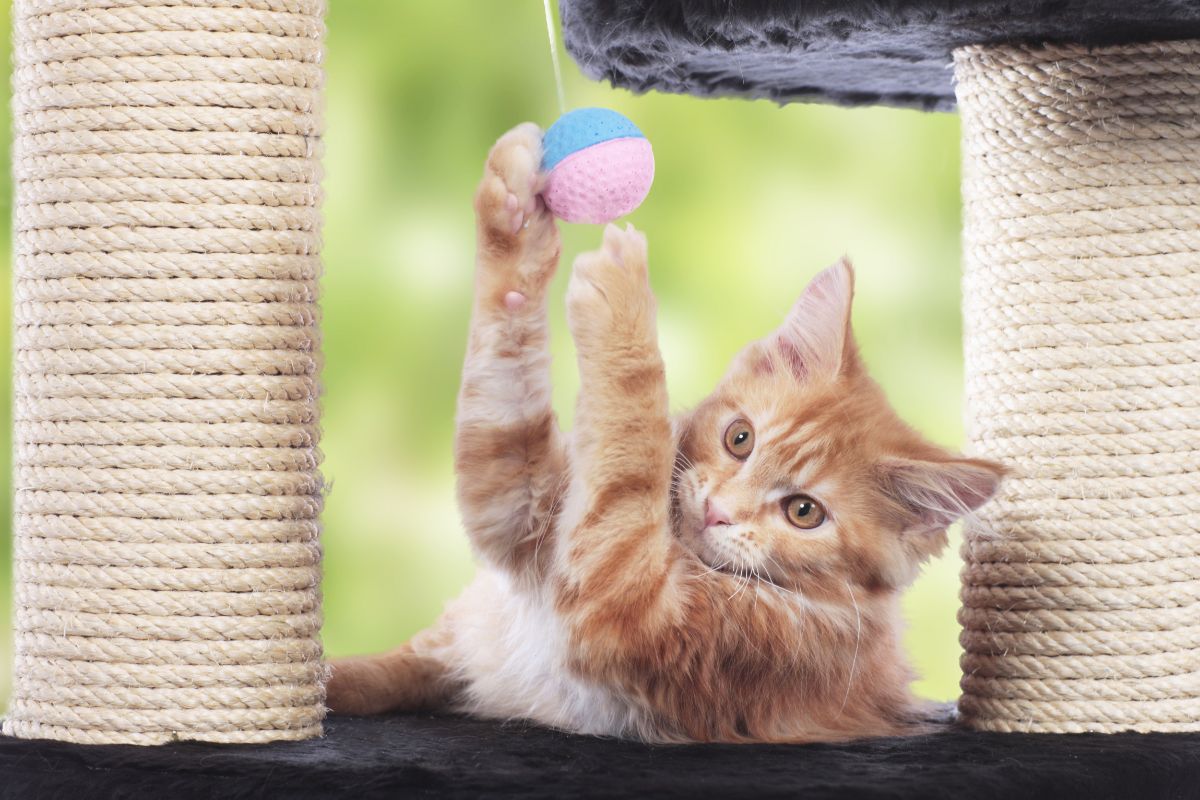 A ginger maine coon kitten playing with a ball on a cat tree.