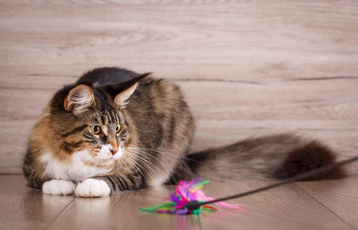 A tabby maine coon playing with a cat toy on a stick on a floor.