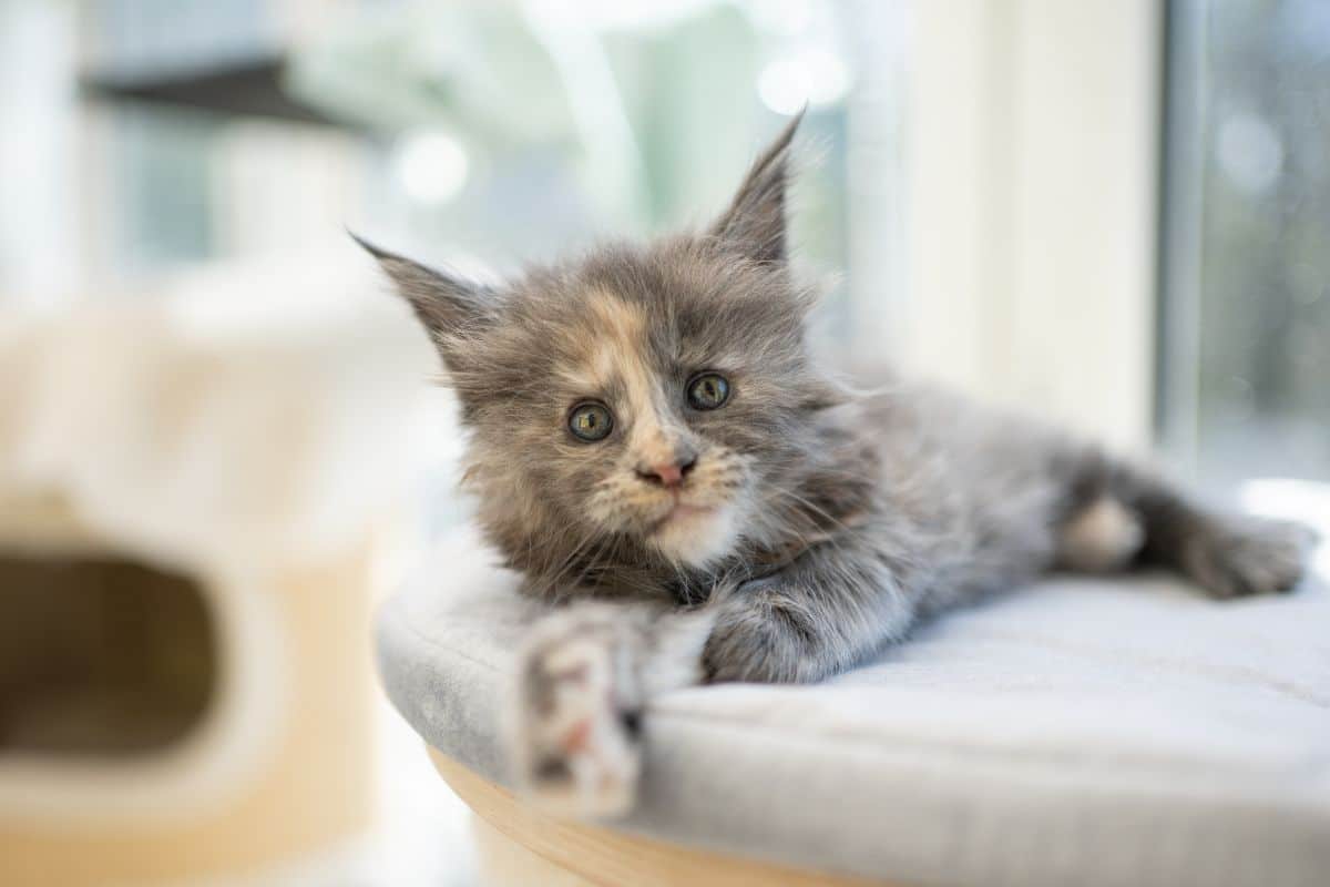 A cute calico maine coon lying on a pillow.