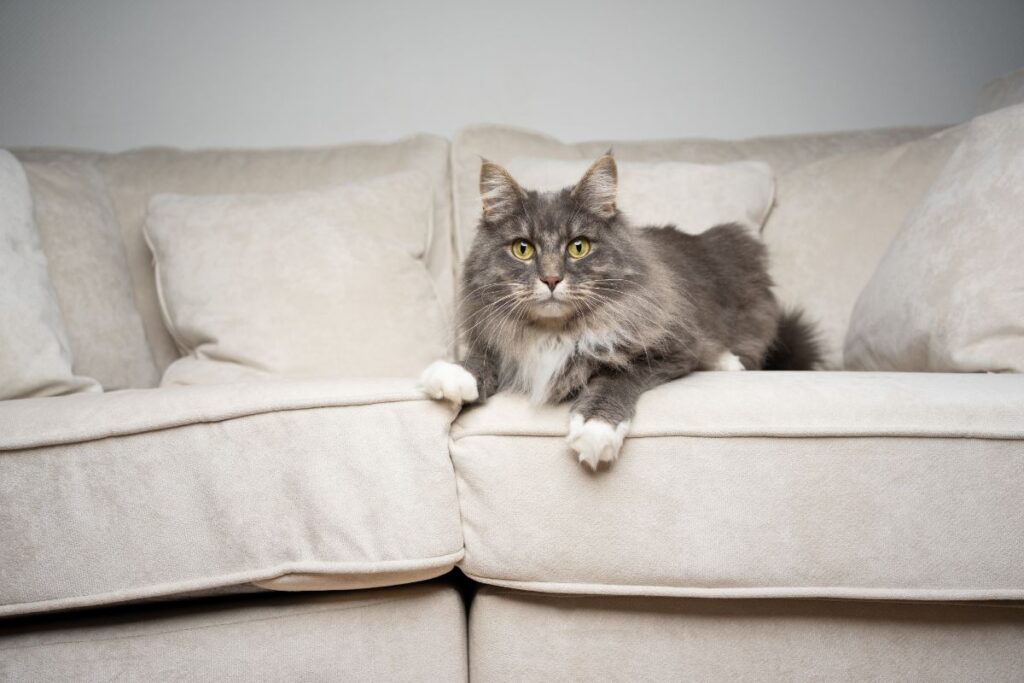 7 Ways to Stop Cats From Scratching on Furniture
