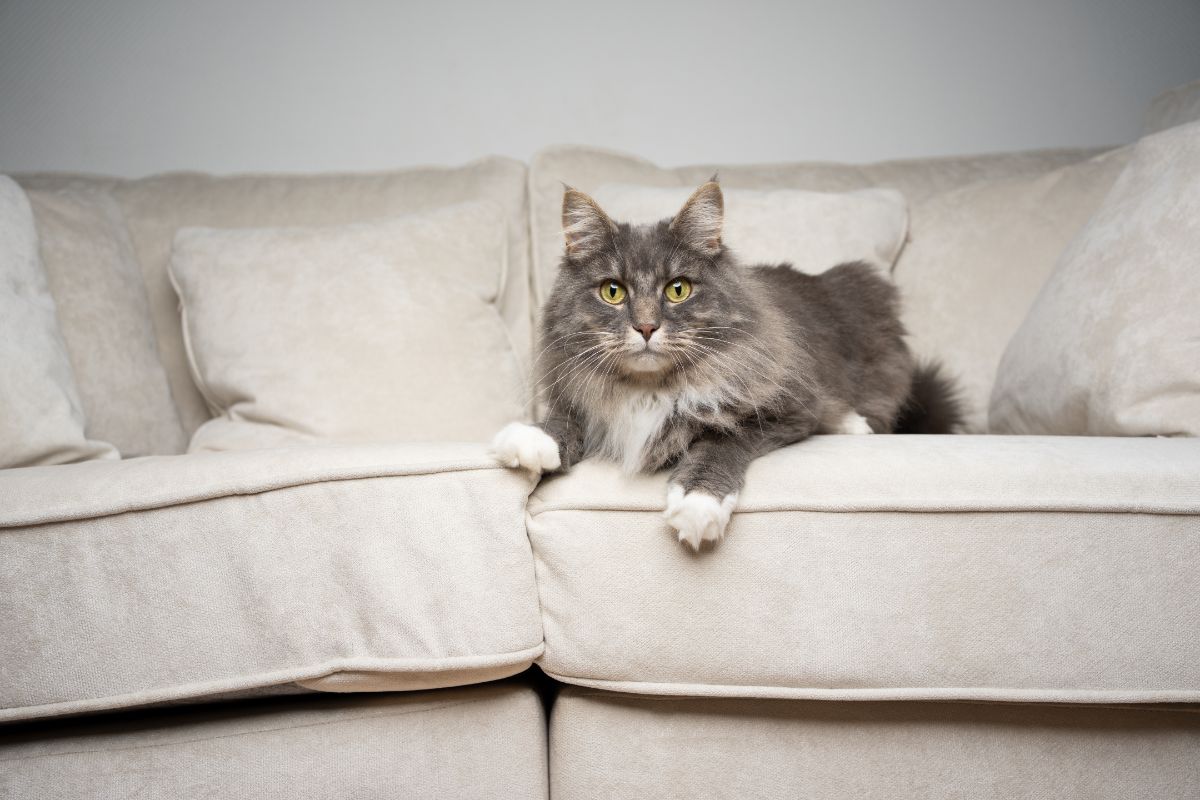 A gray fluffy maine coon lying on a white couch.