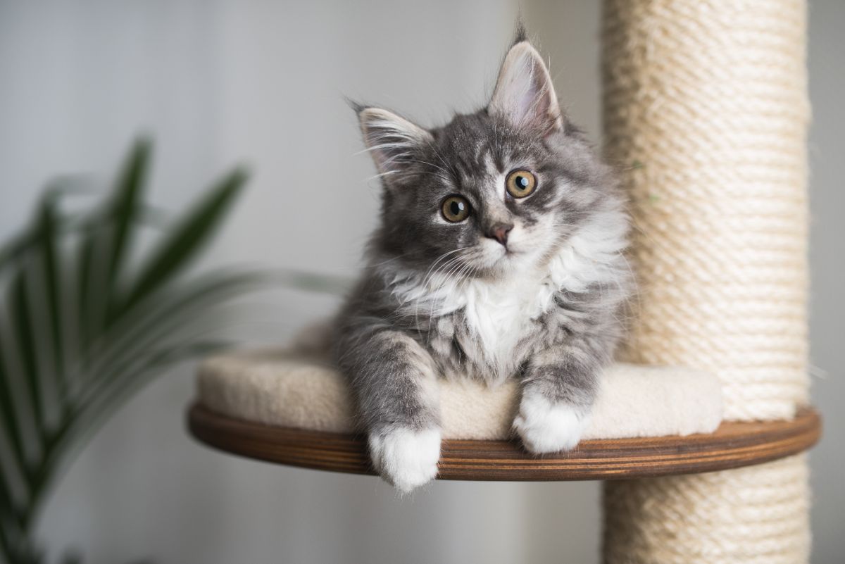 A cute fluffy maine coon kitten lying on a scratch post.