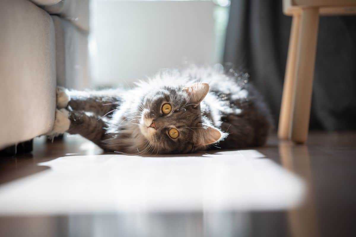 A fluffy gray maine coon lying on a floor with paws on a sofa.