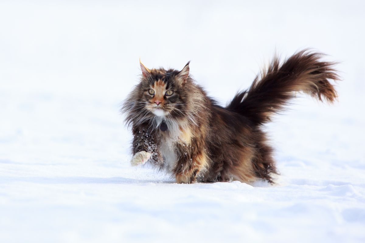 A fluffy calico maine coon running in the snow.