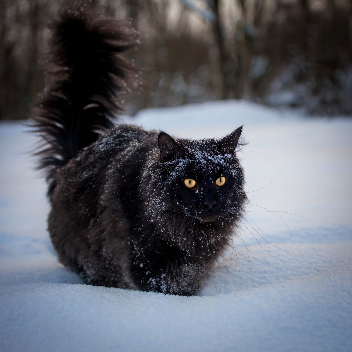 A beautiful black maine coon walking in  a deep snow.