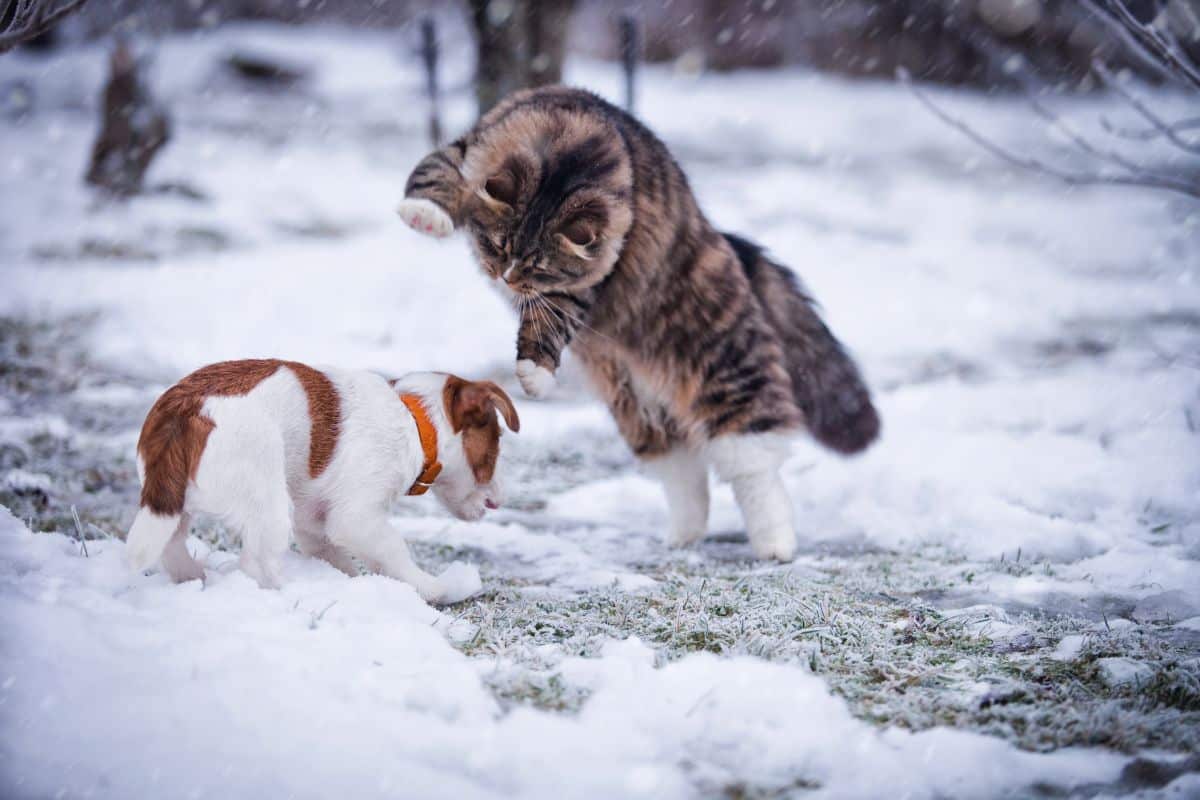 A big tabby maine coon playing with a puppy in a snowy backyard.