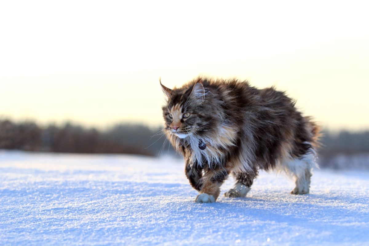 A beautiful calico maine coon walking on a snow covered ground.