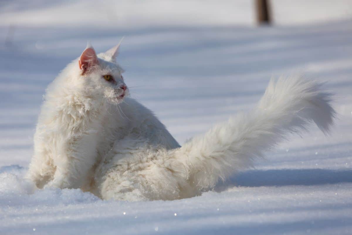 A beautiful white maine coon standing in the snow.