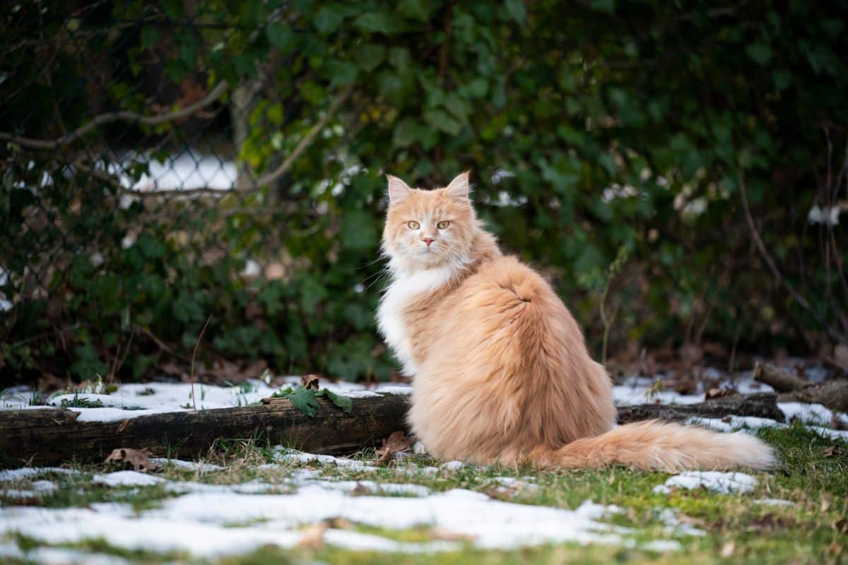A fluffy ginger maine coon sitting in a backyard with parches of snow.
