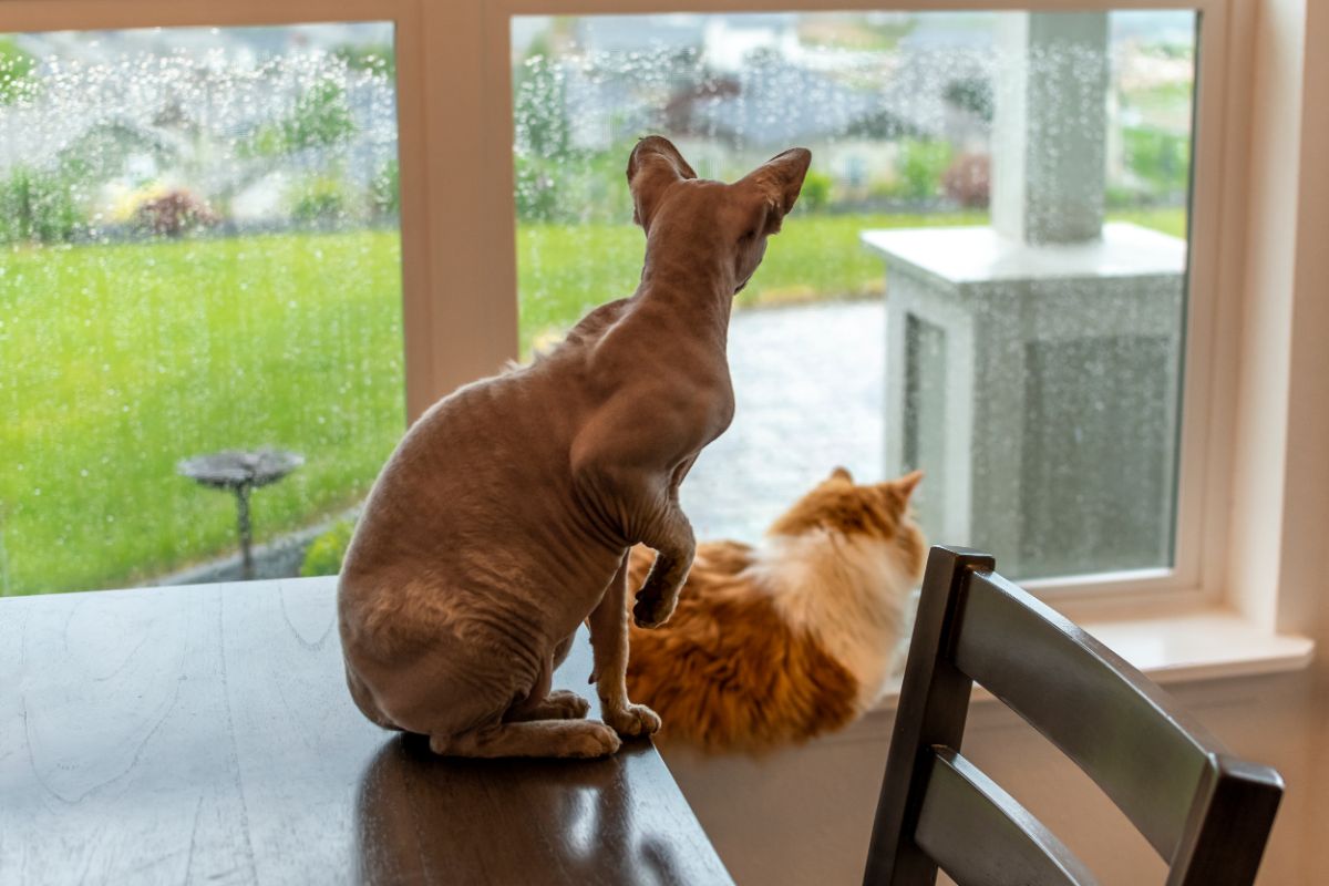 A brown sphynx cat sitting on a table and a  maine coon cat sitting on a windowsill.