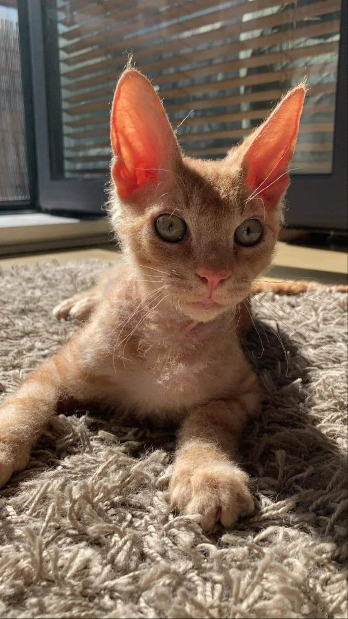 An adorable Sphynx/Maine coon cross-breed lying on a rug.