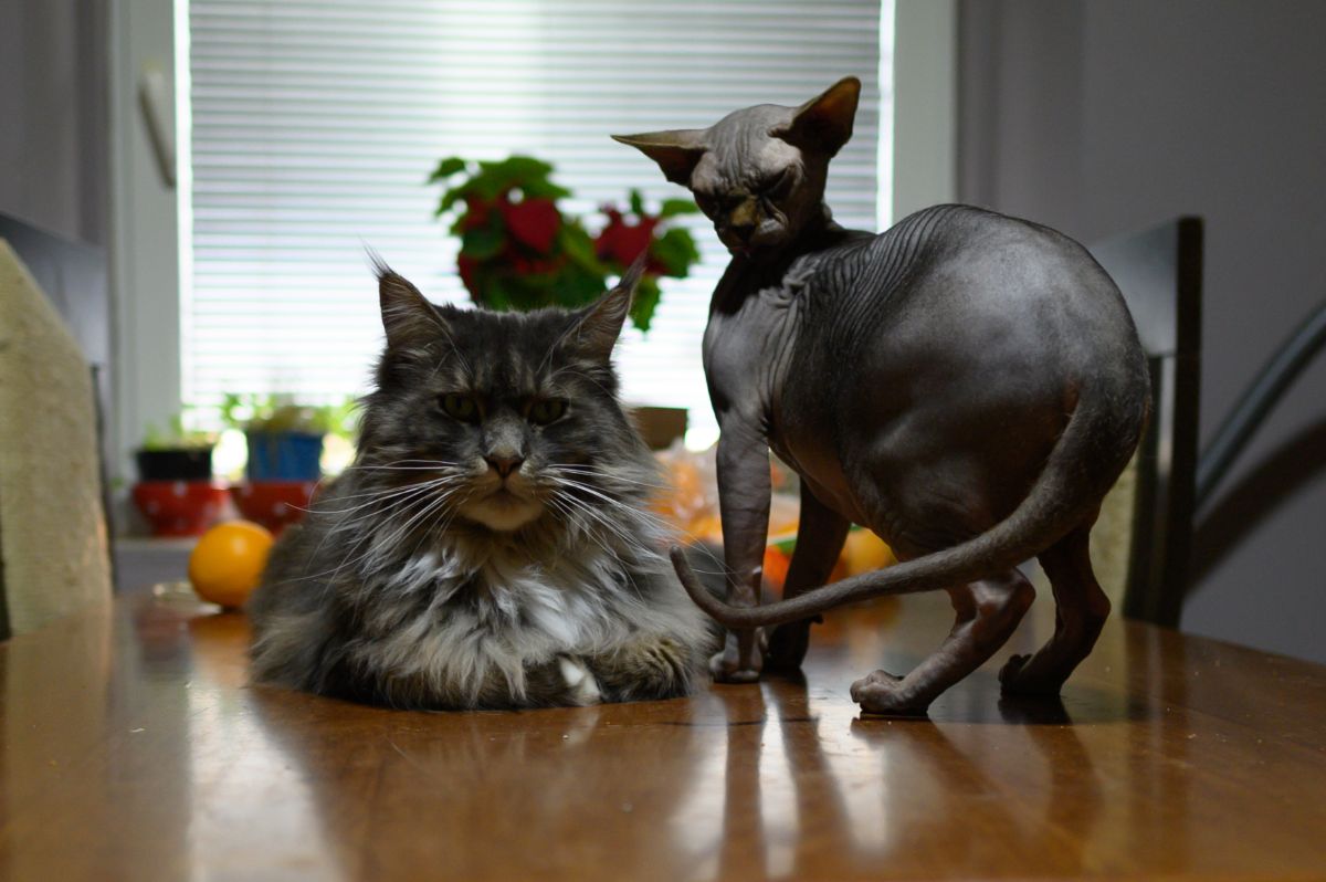 A black Sphynx cat and a tabby maine coon cat nex to each other on a table.