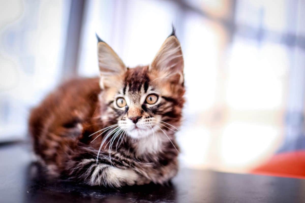 A tabby maine coon kitten lying on a black table.