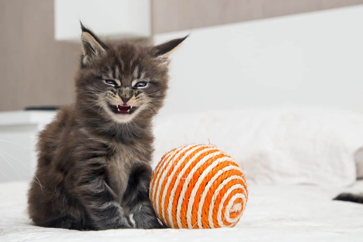 An adorable maine coon kitten with a funny face sittin next to a ball.