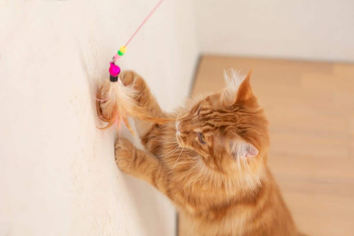 A ginger maine coon chasing a cat toy.