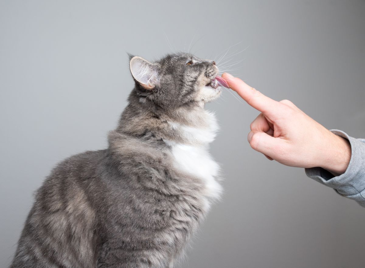 A gray maine coon licking an owner's finger.