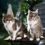 A gray maine coon and a tabby british shorthair sitting on a outdoor table.