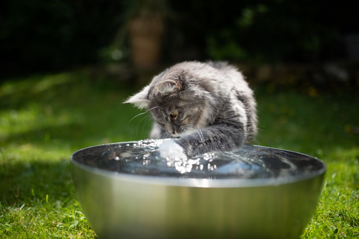 A gray maine coon playing with water in a bowl.