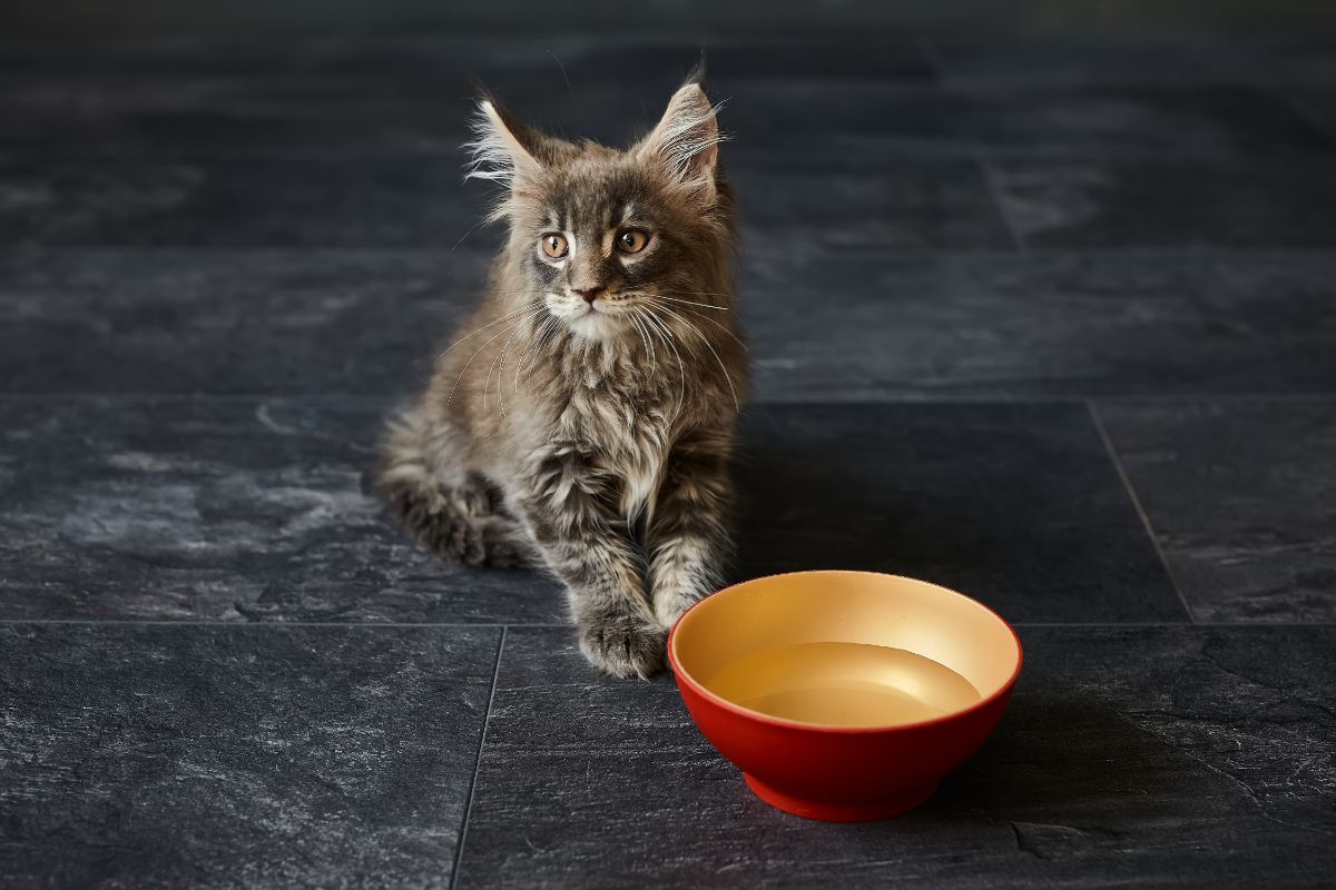 A tabby maine coon kitten lying next to a bowl of water.