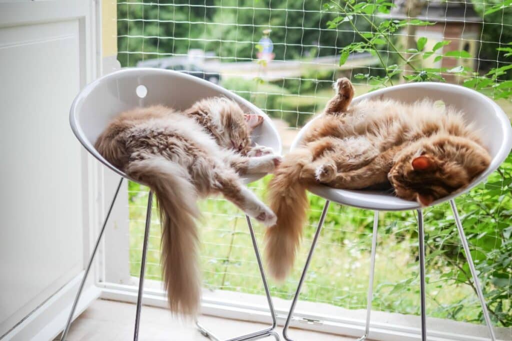 What It’s Like Living with Maine Coons (Day in the Life)