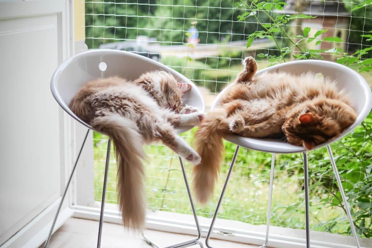 Two ginger maine coons sleeping on white chairs.