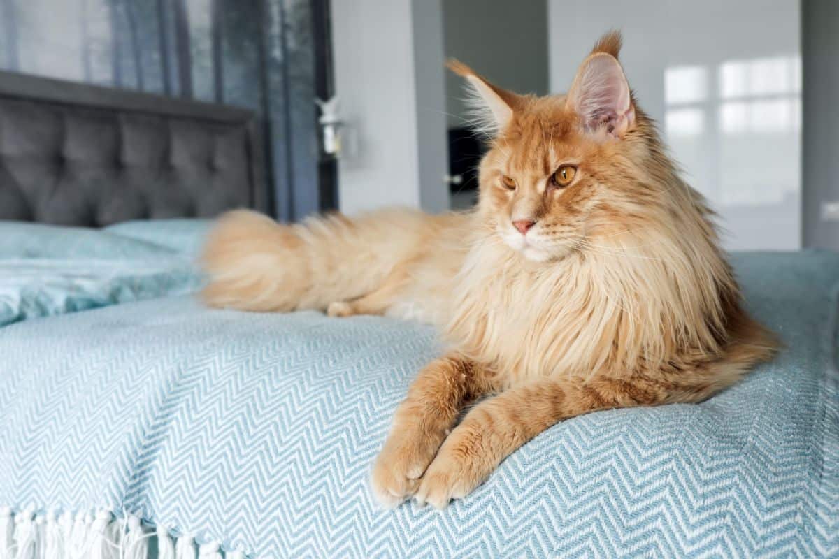 A beautiful ginger maine coon with a neck ruff lying on a bed.