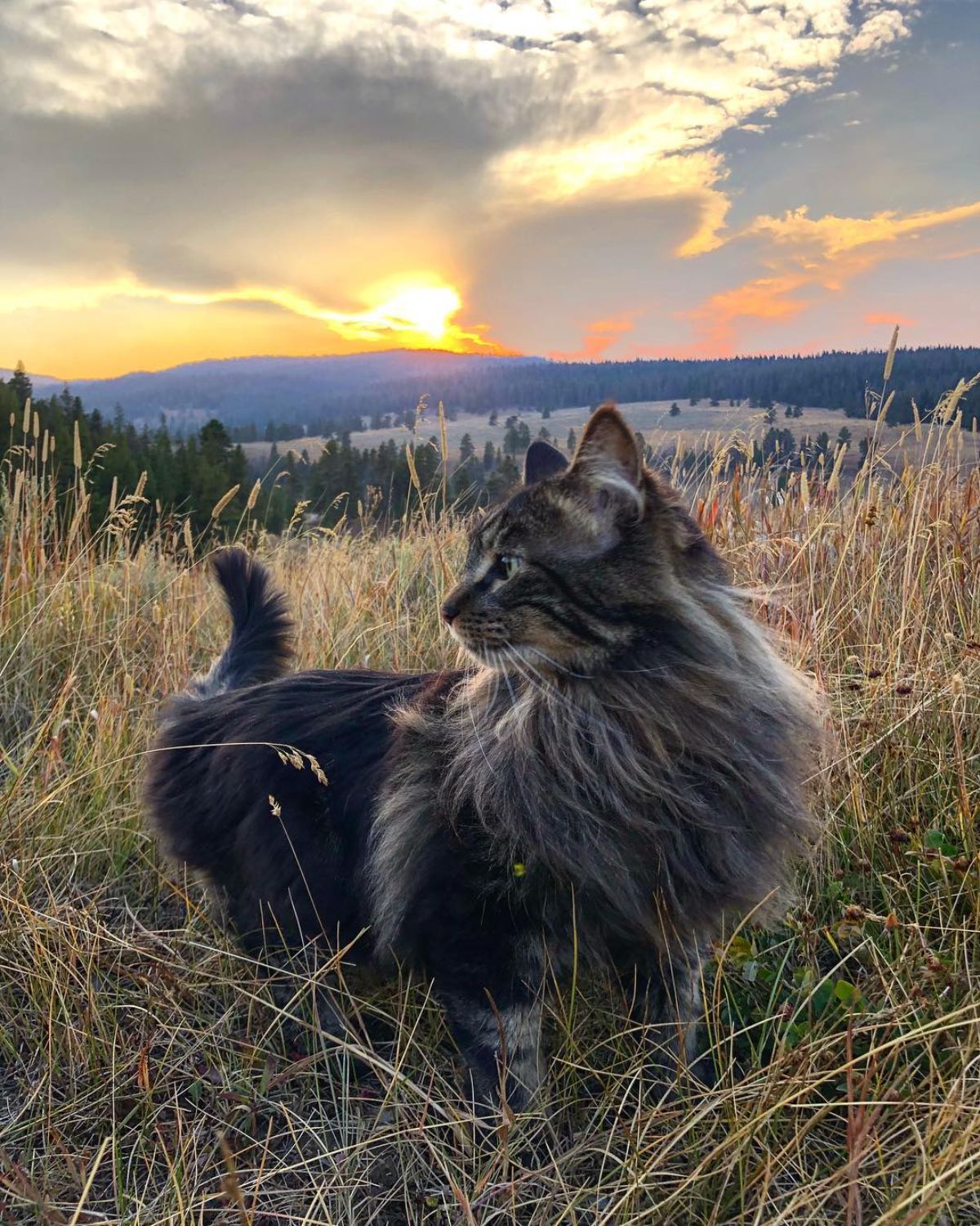 Otie the Maine Coon on a meadow during the sunset.