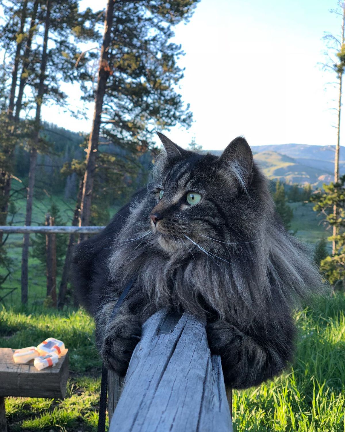 Otie the Maine Coon laying on a wooden pole in mountains.