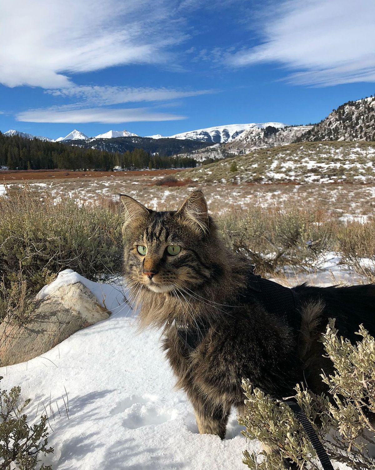 Otie the Maine Coon standing in the snow during hike.