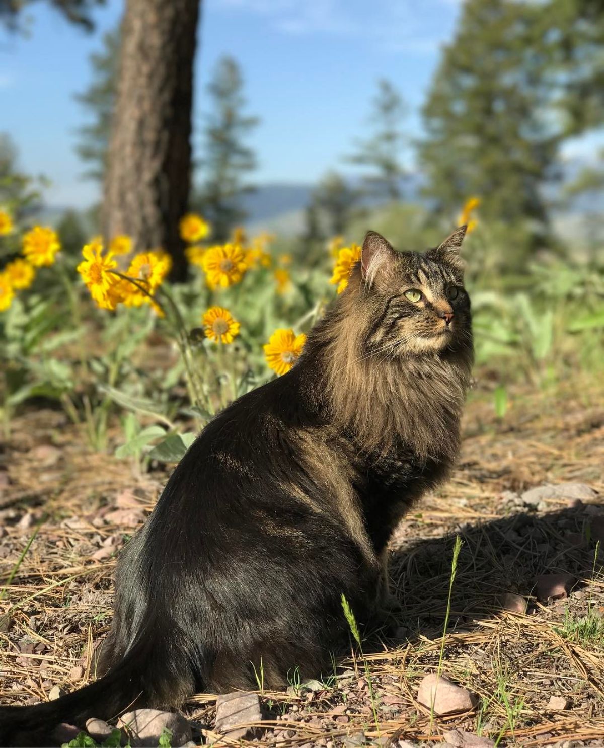 Otie the Maine Coon sitting on a ground on a sunny day.