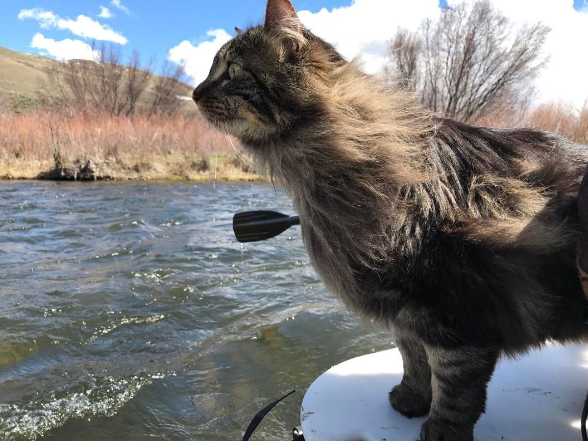 Otie the Maine Coon stadning on a boat and looking curious.