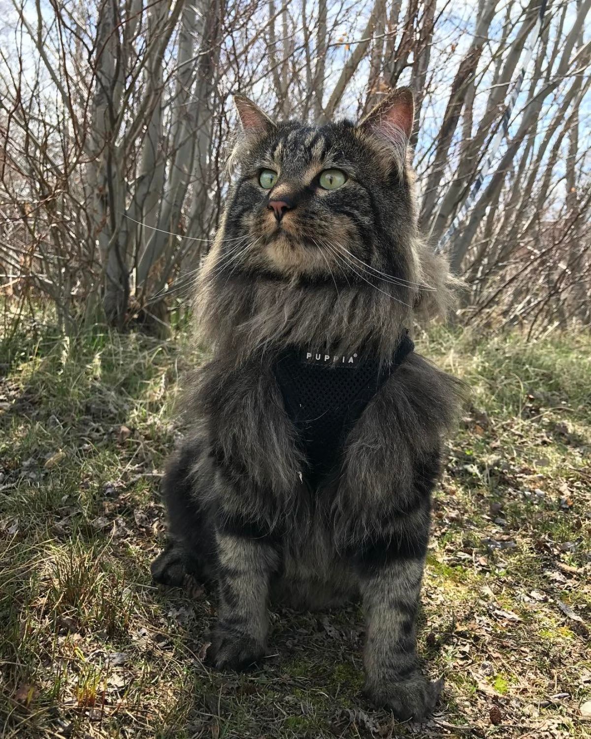 Otie the Maine Coon wearing a harness and sitting on a ground.