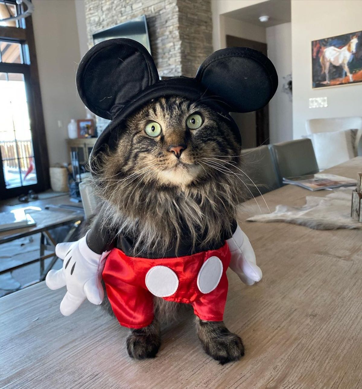 Otie the Maine Coon wearing an adorable halloween costume.