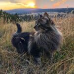 Otie the Maine Coon on a meadow during the sunset.