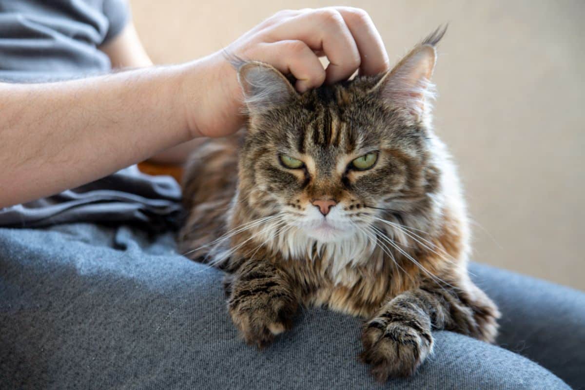 An owner petting an annoyed tabby maine coon.