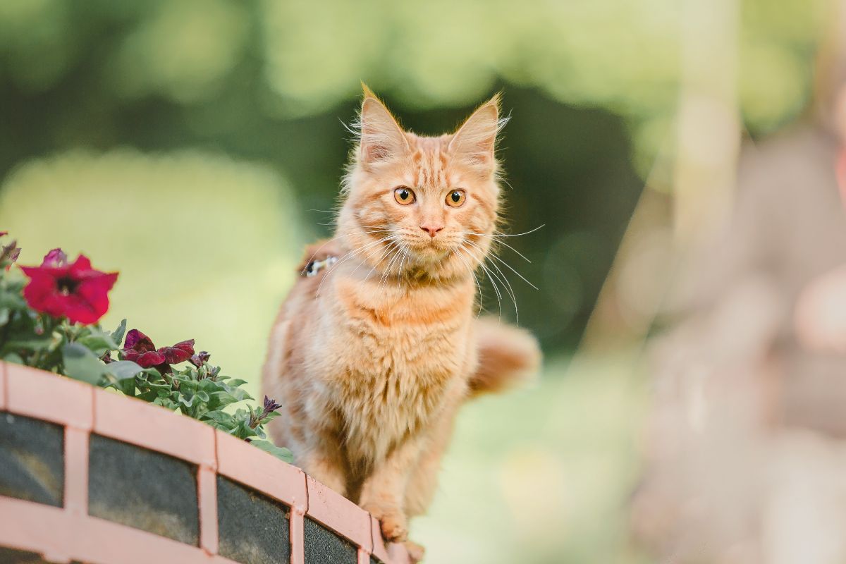 An adorable red maine coon standing on the edge of a planter.