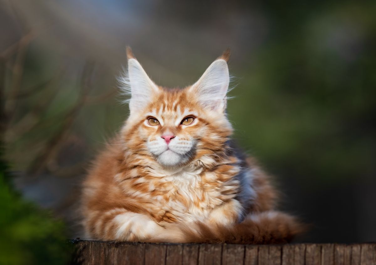 An adorable ginger maine coon kitten lying on a stump.