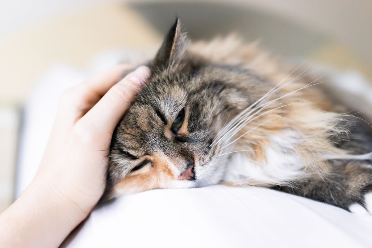 A hand petting a sad-looking maine coon lying on a pillow.