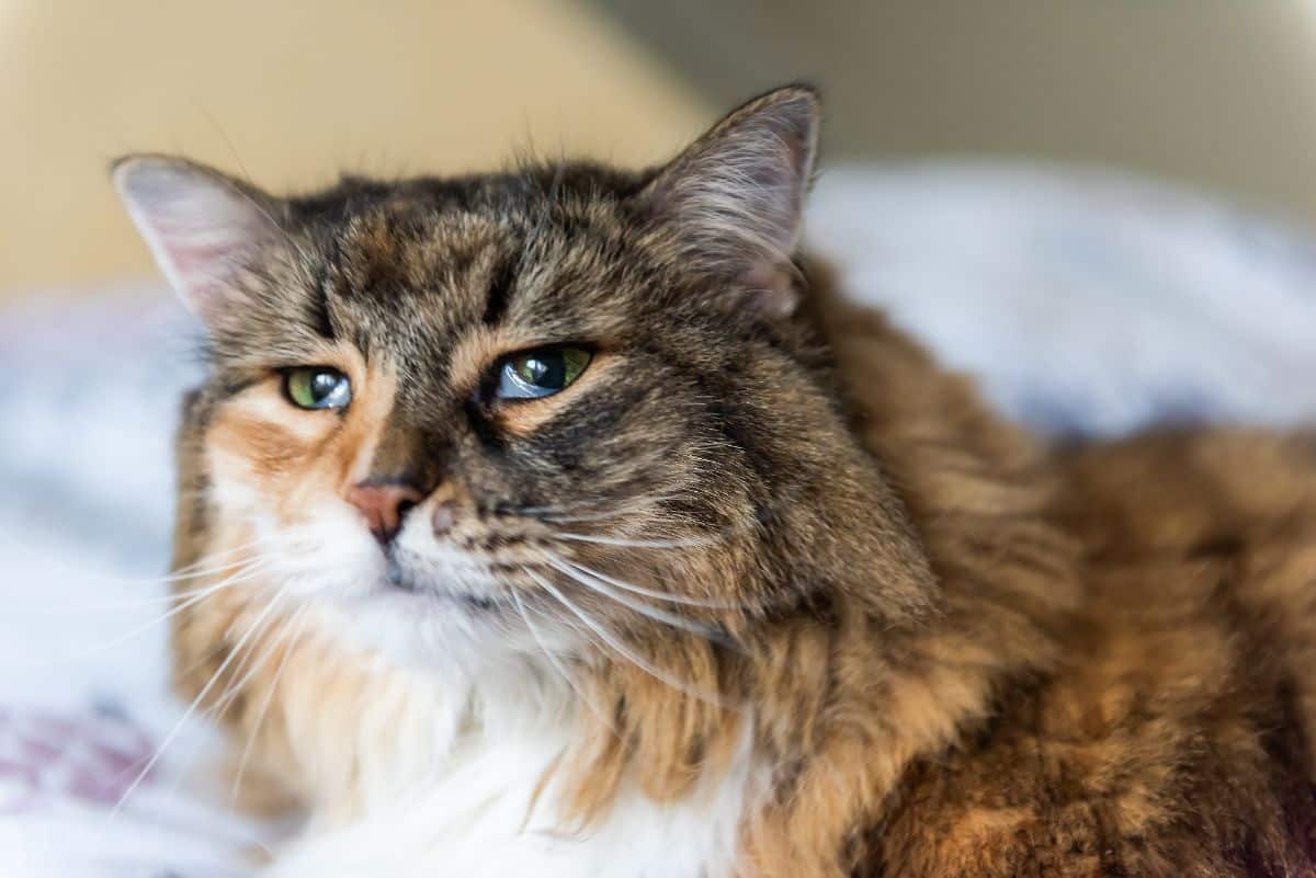 A sad-looking tabby maine coon lying on a pillow.