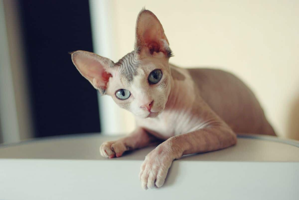 An adorable Sphynx cat lying on a piece of furniture.