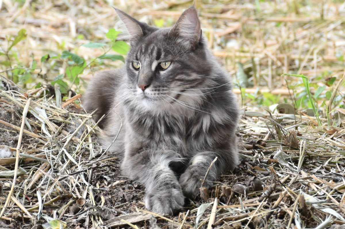 A silver maine coon lying on a field with dry grass.